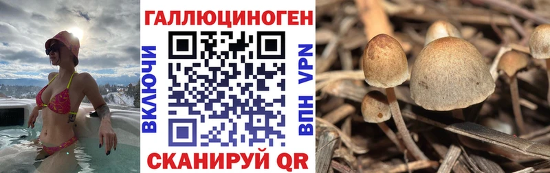 Галлюциногенные грибы Psilocybe  купить наркотик  Новохопёрск 
